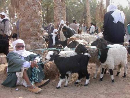 vente de troupeau de mouton au souk de oasis