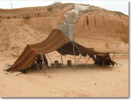 la canne de désert en tunisia