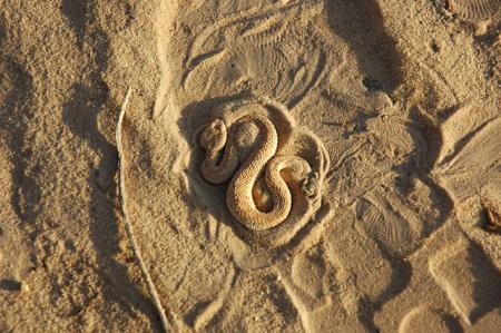 LE SERPENT DE DESERT