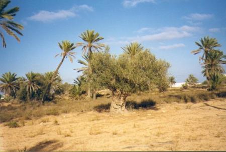 OASIS DE ZARAT