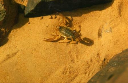 SCORPION ARAB